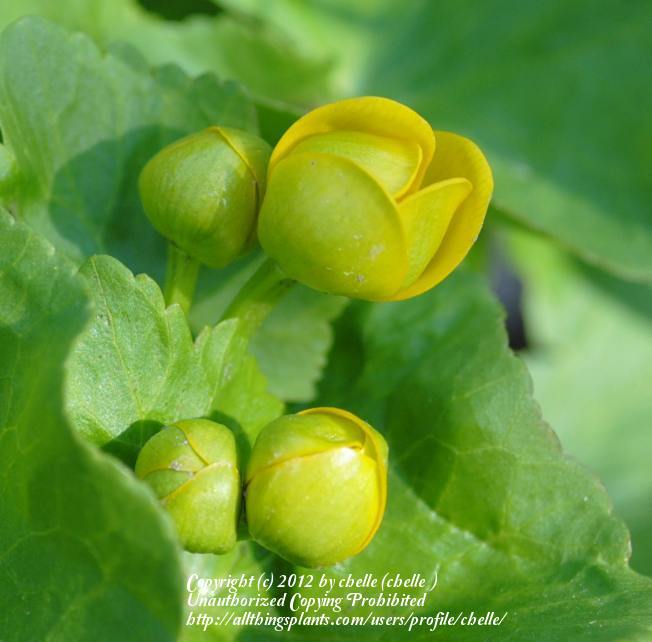 Photo of Marsh Marigold (Caltha palustris) uploaded by chelle