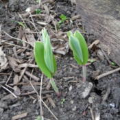 newly emerging, in spring
