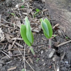 Location: Indiana  Zone 5
Date: 2012-03-31
newly emerging, in spring