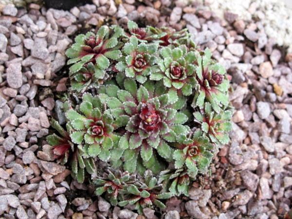 Photo of Encrusted Saxifrage (Saxifraga 'Whitehill') uploaded by goldfinch4