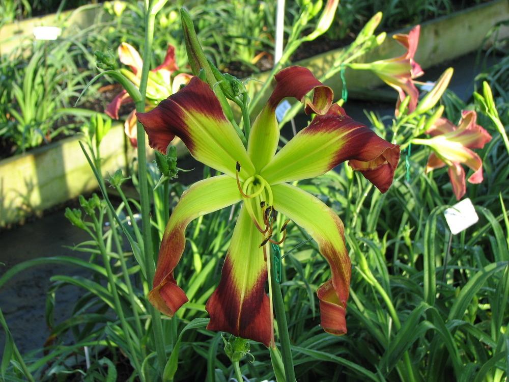 Photo of Daylily (Hemerocallis 'Twist and Spin') uploaded by tink3472