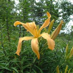 
Date: 2010-07-04
Photo Courtesy of Nova Scotia Daylilies Used with Permission