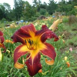 
Date: 2010-07-11
Photo Courtesy of Nova Scotia Daylilies Used with Permission