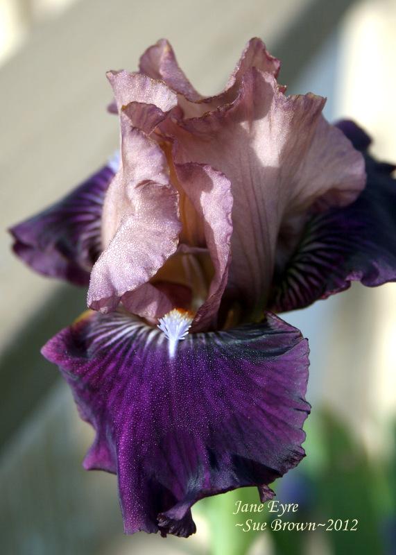 Photo of Intermediate Bearded Iris (Iris 'Jane Eyre') uploaded by Calif_Sue