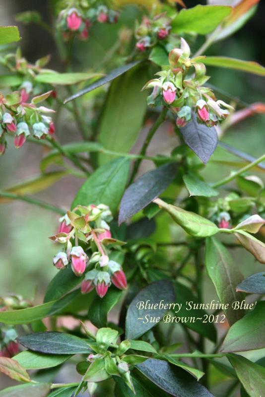 Photo of Highbush Blueberry (Vaccinium corymbosum 'Sunshine Blue') uploaded by Calif_Sue
