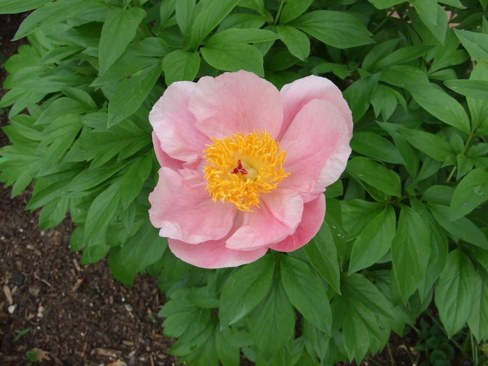 Photo of Peony (Paeonia 'Roselette') uploaded by Oldgardenrose