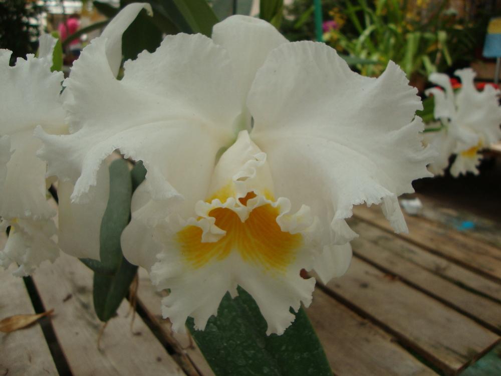 Photo of Orchid (Cattleya labiata) uploaded by Paul2032