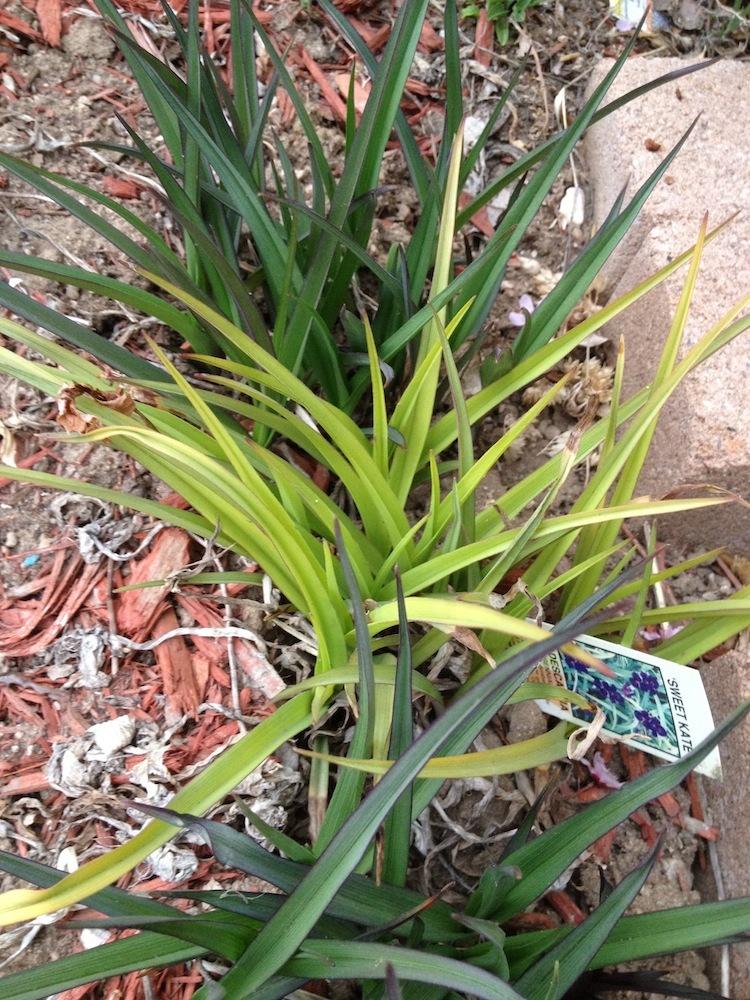 Photo of Spiderwort (Tradescantia 'Sweet Kate') uploaded by Skiekitty