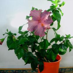
Date: 2007-12-27
Courtesy Hidden Valley Hibiscus, used with permission