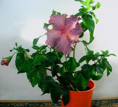 Photo of Tropical Hibiscus (Hibiscus rosa-sinensis 'Berried Treasure') uploaded by SongofJoy