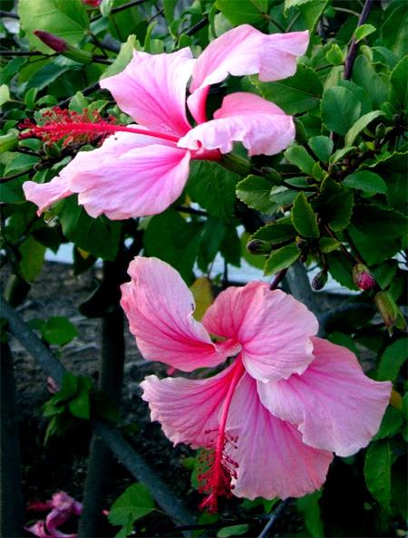 Photo of Tropical Hibiscus (Hibiscus rosa-sinensis 'Albo Lacinatus') uploaded by SongofJoy