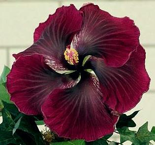 Photo of Tropical Hibiscus (Hibiscus rosa-sinensis 'Black Dragon') uploaded by SongofJoy
