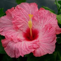 
Date: 2007-12-29
Courtesy Hidden Valley Hibiscus, used with permission