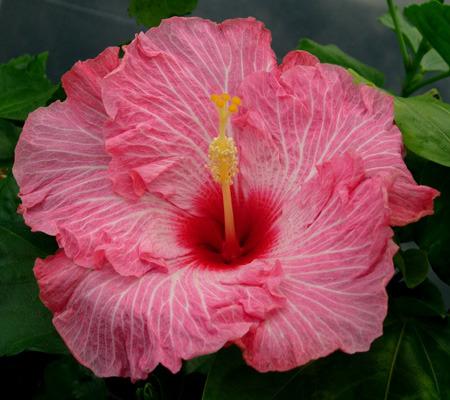 Photo of Tropical Hibiscus (Hibiscus rosa-sinensis 'Candy Stripe') uploaded by SongofJoy