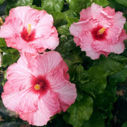 
Date: 2009-05-02
Courtesy Hidden Valley Hibiscus, used with permission