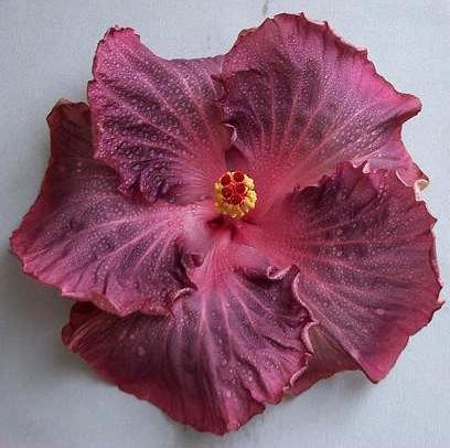 Photo of Tropical Hibiscus (Hibiscus rosa-sinensis 'Berried Treasure') uploaded by SongofJoy