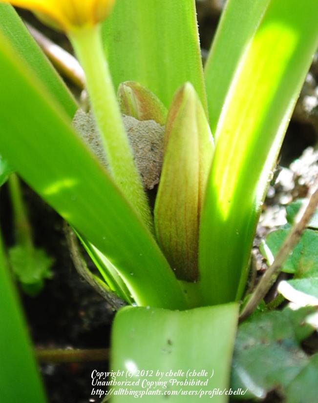 Photo of Tarda Tulip (Tulipa urumiensis) uploaded by chelle