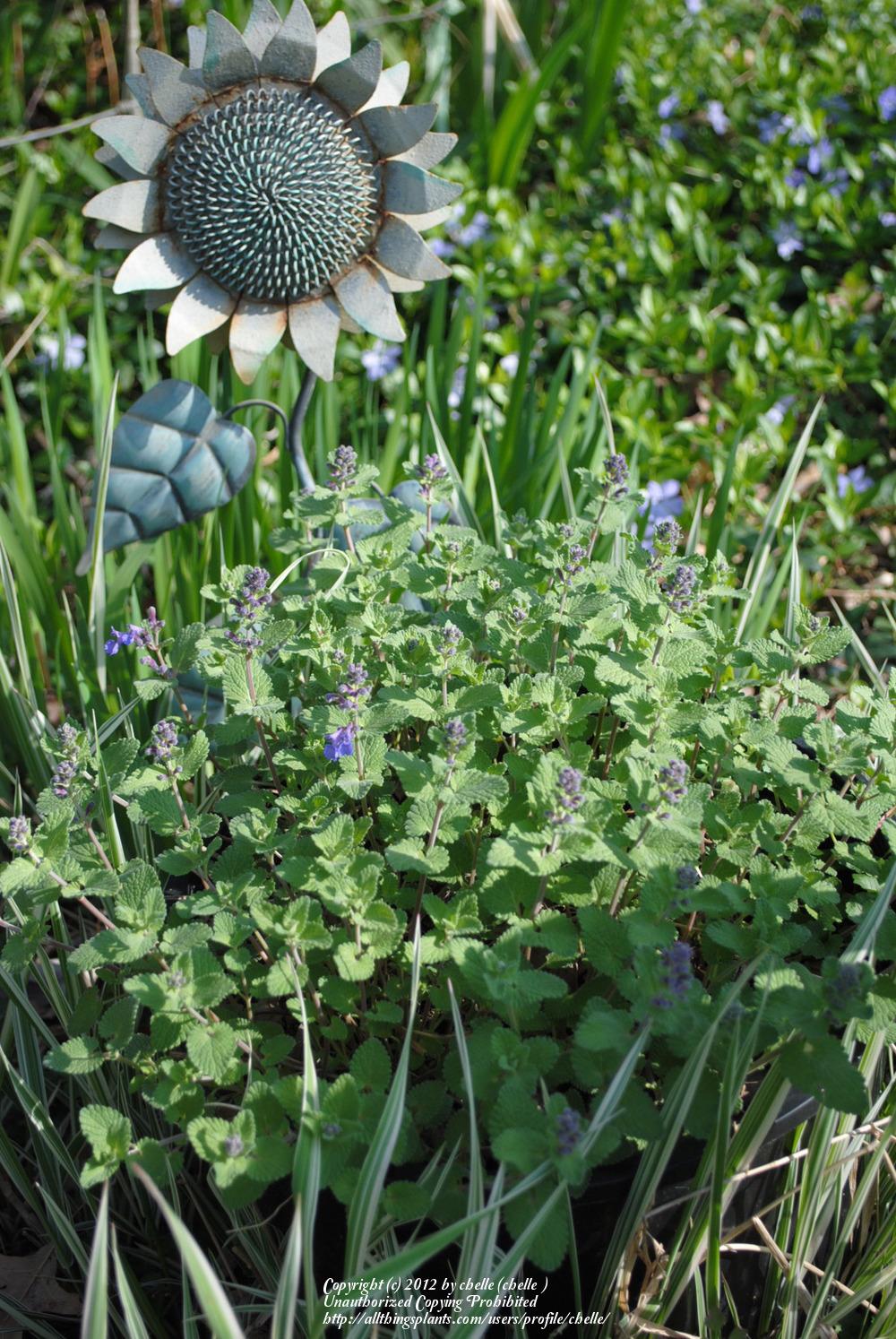 Photo of Catmint (Nepeta x faassenii 'Dropmore') uploaded by chelle
