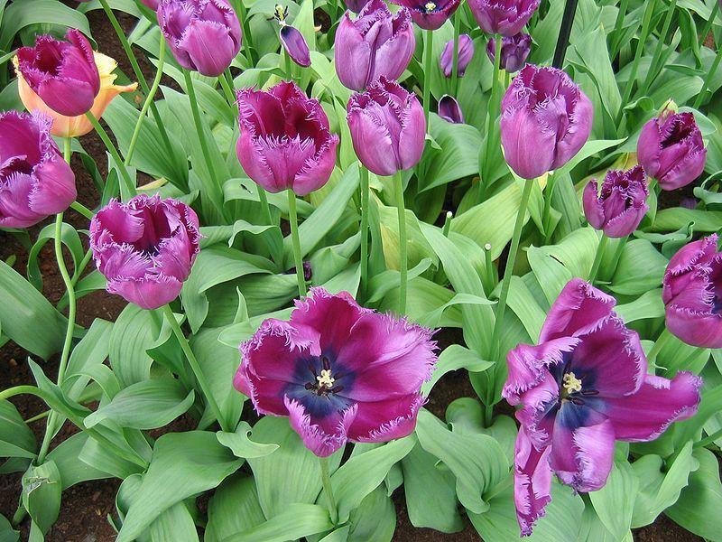 Photo of Fringed Tulip (Tulipa 'Curly Sue') uploaded by sandnsea2