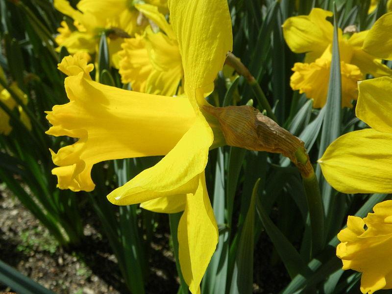 Photo of Trumpet Narcissus (Narcissus 'Golden Harvest') uploaded by sandnsea2