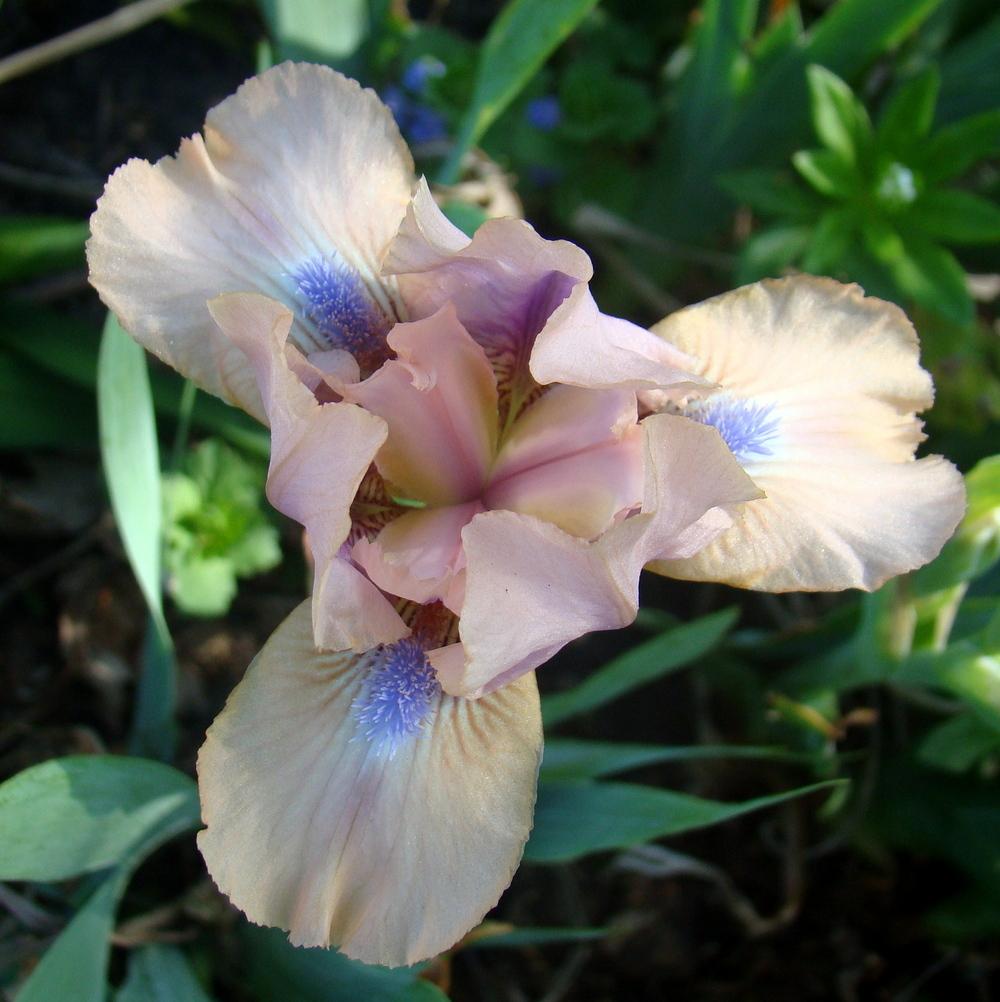 Photo of Standard Dwarf Bearded Iris (Iris 'Chanted') uploaded by stilldew