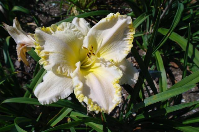 Photo of Daylily (Hemerocallis 'Marquee Moon') uploaded by vic