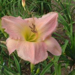 
Date: 2005-08-09
Photo Courtesy of Nova Scotia Daylilies Used with Permission