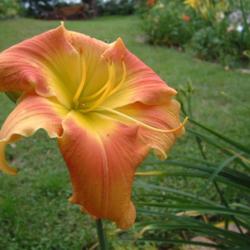 
Date: 2004-08-01
Photo Courtesy of Nova Scotia Daylilies Used with Permission