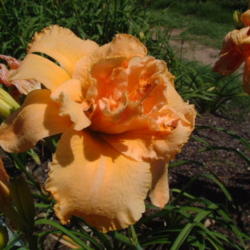
Date: 2003-06-22
Photo Courtesy of Nova Scotia Daylilies Used with Permission