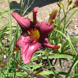 
Date: 2009-07-18
Photo Courtesy of Nova Scotia Daylilies Used with Permission