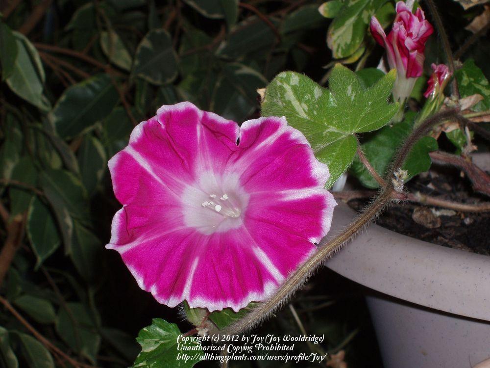 Photo of Morning Glories (Ipomoea) uploaded by Joy