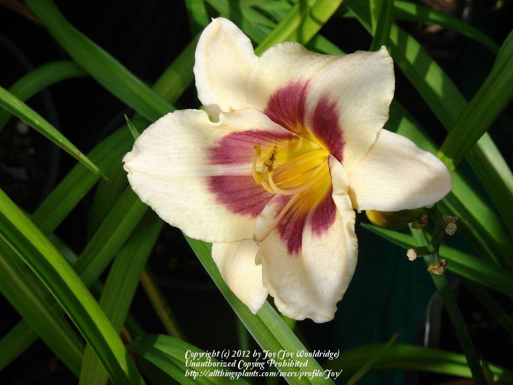 Photo of Daylily (Hemerocallis 'Yum Yum Plum') uploaded by Joy
