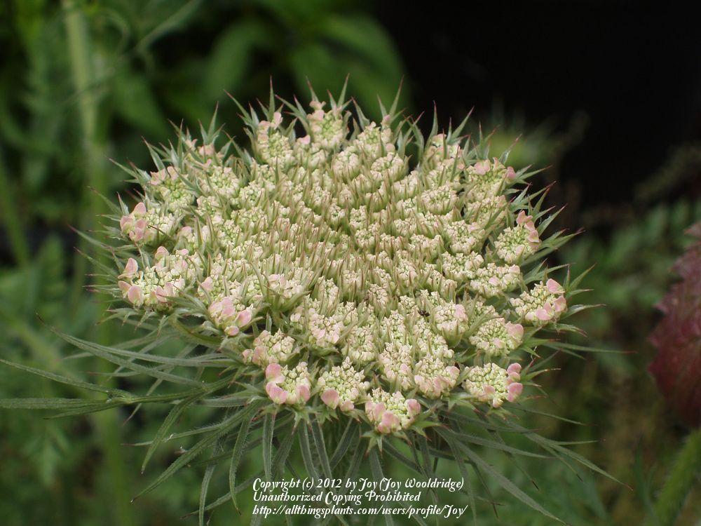 Photo of Queen Anne's Lace (Daucus carota) uploaded by Joy