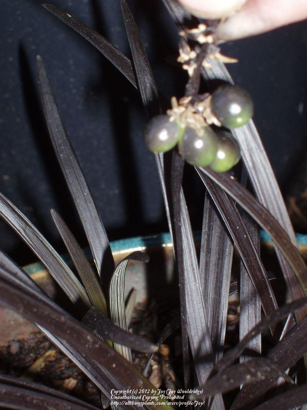 Photo of Black Mondo Grass (Ophiopogon planiscapus 'Kokuryu') uploaded by Joy