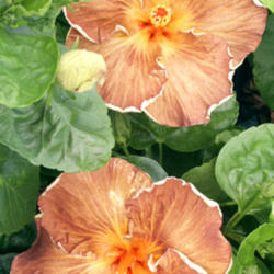 
Date: 2009-03-01
Courtesy Hidden Valley Hibiscus, used with permission