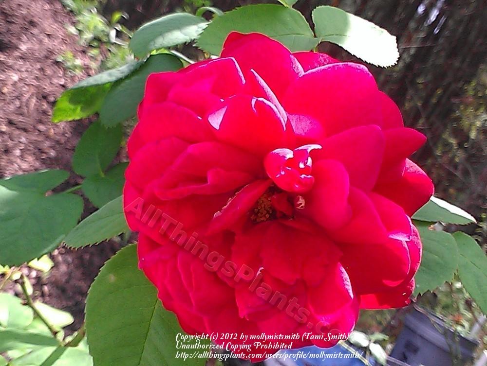 Photo of Rose (Rosa 'L. D. Braithwaite') uploaded by mollymistsmith