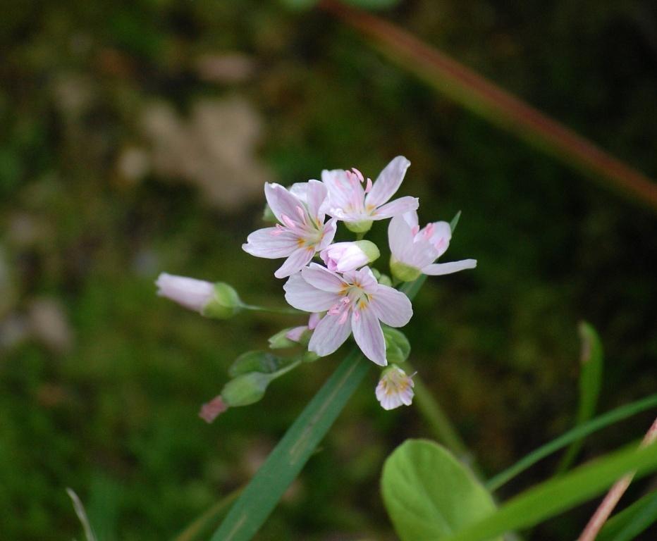 Photo of Spring Beauty (Claytonia virginica) uploaded by pixie62560
