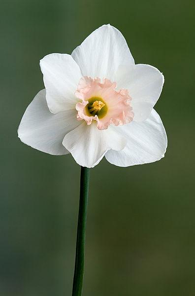 Photo of Large-cupped Daffodil (Narcissus 'Salome') uploaded by sandnsea2