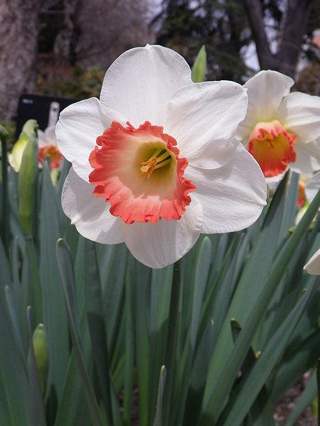 Photo of Large-Cupped Daffodil (Narcissus 'Pink Charm') uploaded by sandnsea2