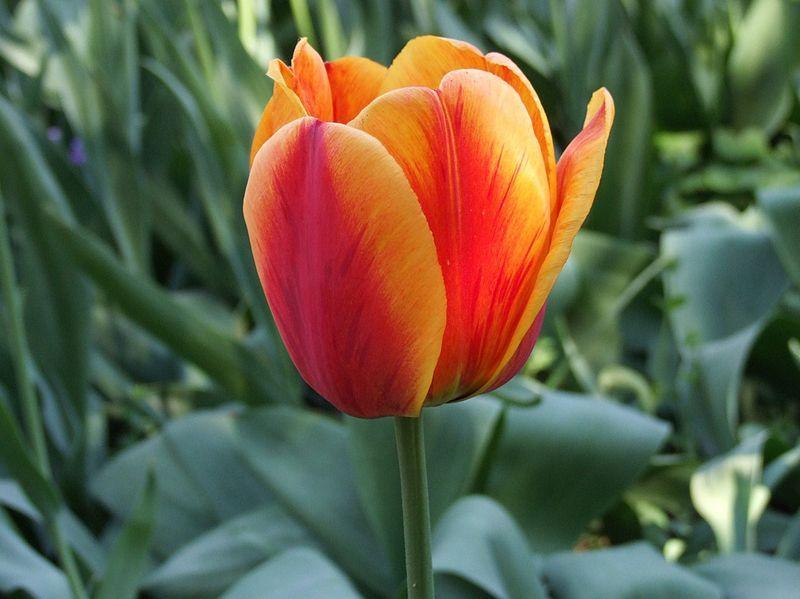 Photo of Darwin Hybrid Tulip (Tulipa 'Apeldoorn's Elite') uploaded by sandnsea2