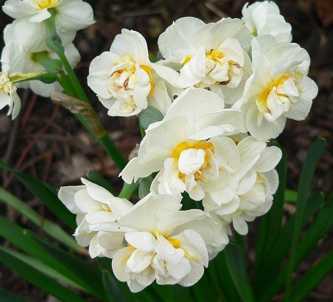 Photo of Double Daffodil (Narcissus 'Bridal Crown') uploaded by sandnsea2