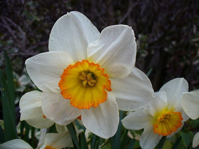 Photo of Large-Cupped Daffodil (Narcissus 'Flower Record') uploaded by sandnsea2
