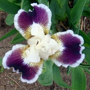 Photo of Standard Dwarf Bearded Iris (Iris 'Nine Lives') uploaded by stilldew