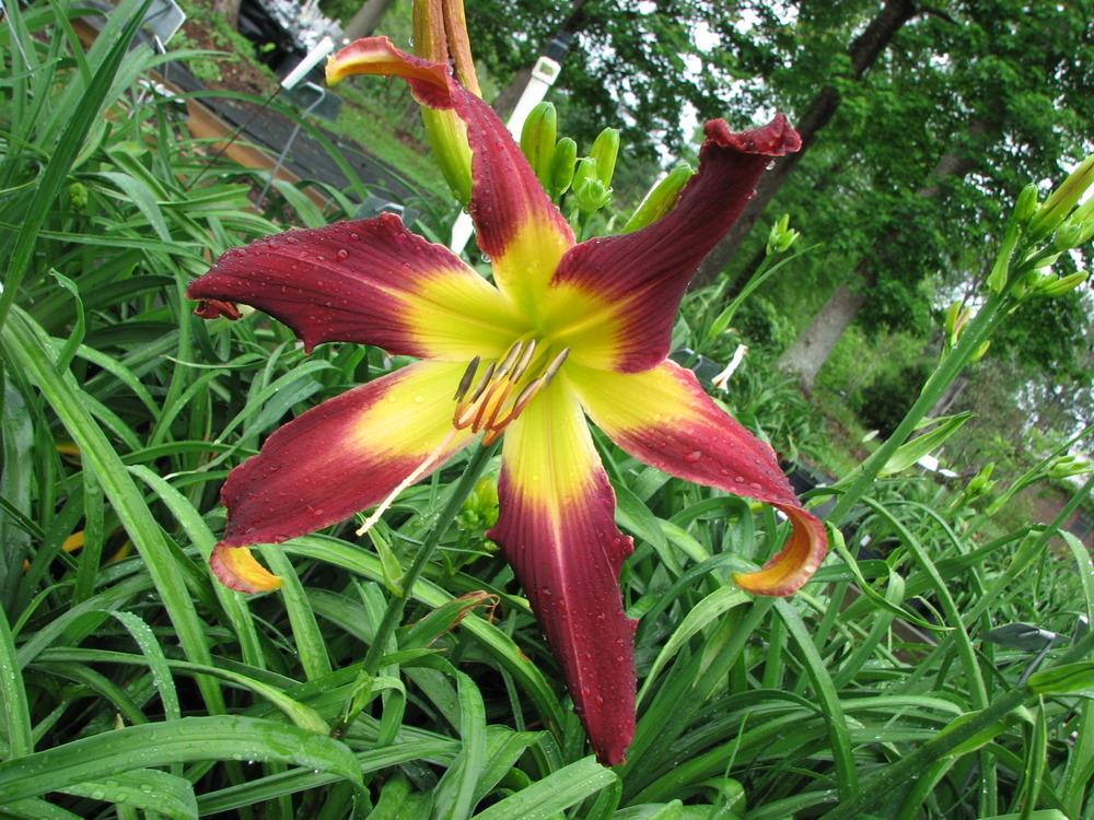 Photo of Daylily (Hemerocallis 'Spacecoast Loose Tooth') uploaded by tink3472