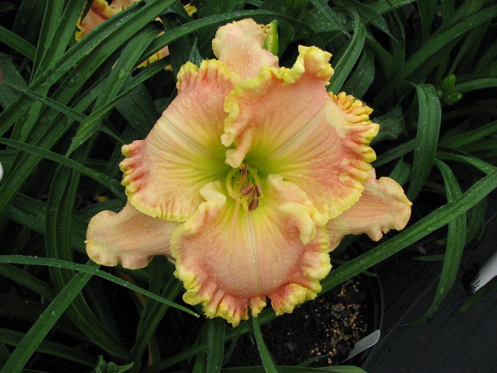 Photo of Daylily (Hemerocallis 'Time Can Not Erase') uploaded by tink3472