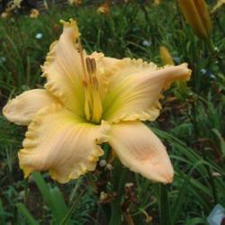
Date: 2009-08-23
Photo Courtesy of Nova Scotia Daylilies Used with Permission