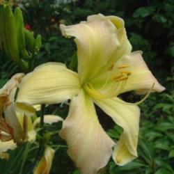 
Date: 2003-08-07
Photo Courtesy of Nova Scotia Daylilies Used with Permission