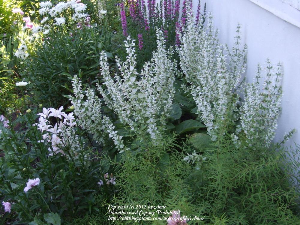 Photo of Clary Sage (Salvia sclarea) uploaded by Anne