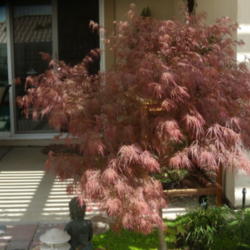 Location: My sister's garden in Bakersfield, CA
Date: March 31, 2012 
Early spring in Bakersfield
