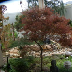 Location: My sister's garden in Bakersfield, CA
Date: March 31, 2012 